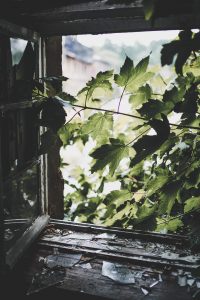 תמונת עלים ירוקים חודרים לבית מהחלון ודרכם נכנסות קרני שמש מאירות- מתוך פוסט בנושא בחיים לא היו מאמינים עליי, באתר של מאור קפלן- מובילה תהליכי חינוך מיני במרחב הדתי